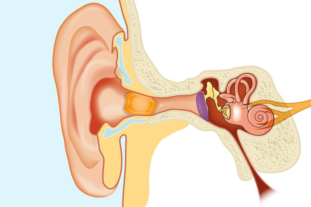 INDEX-earwax-Peter-Lamb