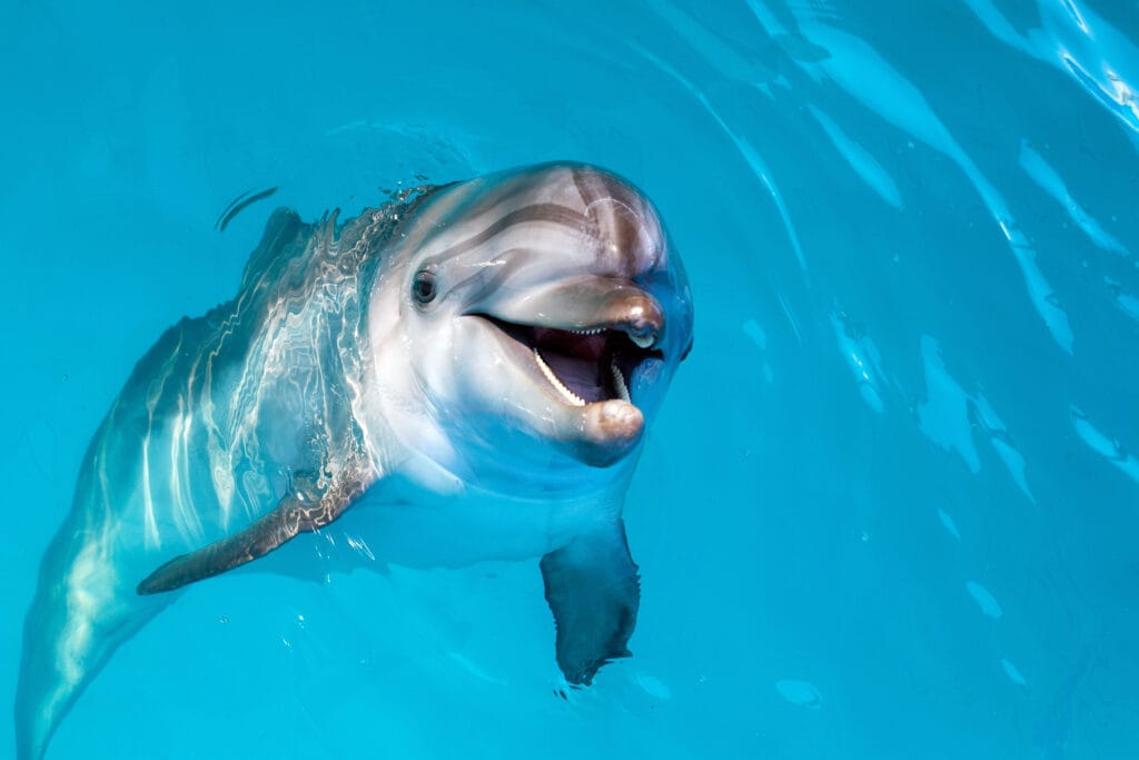A dolphin, one of the animals that has best hearing.