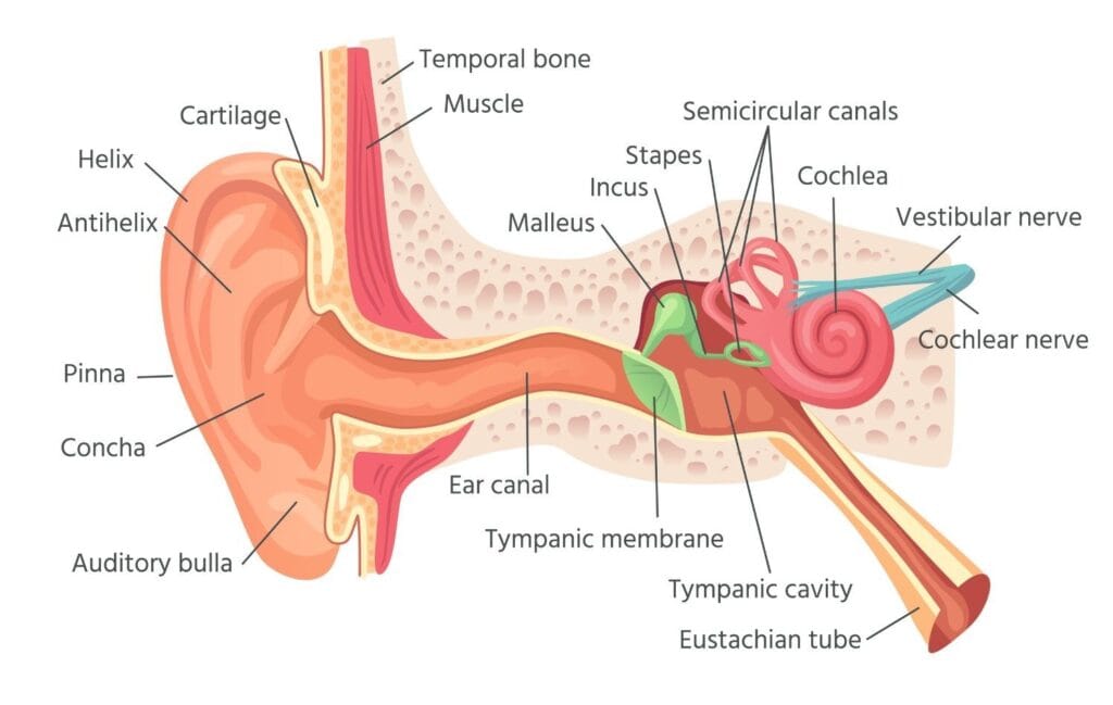 An illustration of inside ears